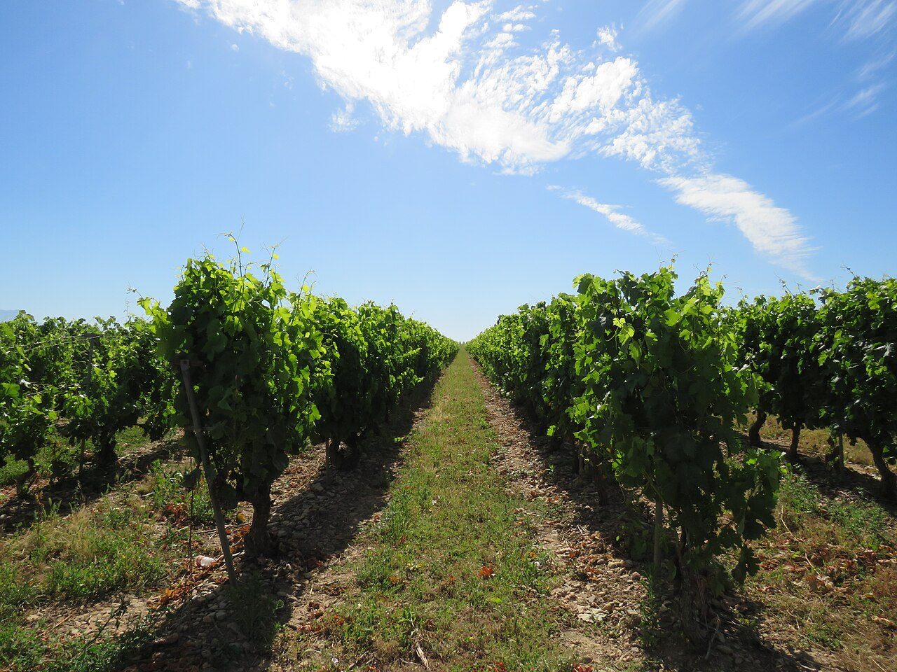 Viñedos en Rodezno (La Rioja)